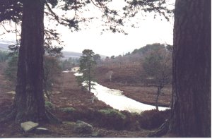Glen Quoich