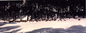 Deer near Derry Lodge
